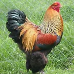 Prázdninový dům L'hirondelle-l'hirondo