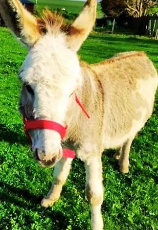 Feriehus L'hirondelle-l'hirondo Turretot