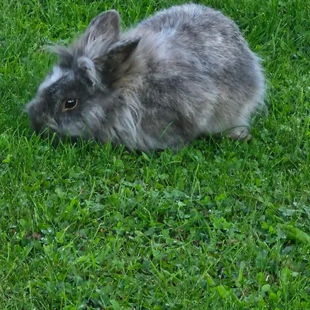 L'hirondelle-l'hirondo Feriehus