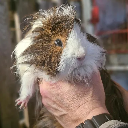 L'hirondelle-l'hirondo Turretot