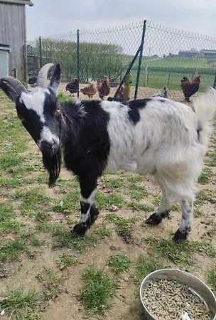 L'hirondelle-l'hirondo