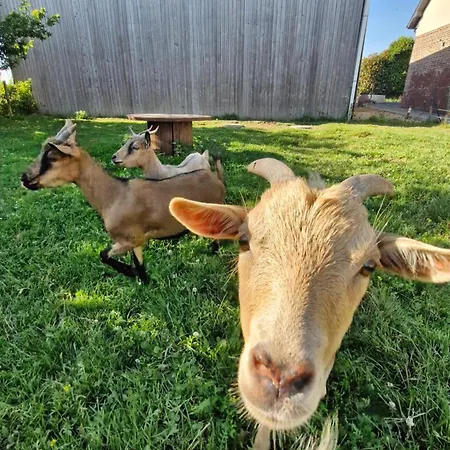 L'hirondelle-l'hirondo *