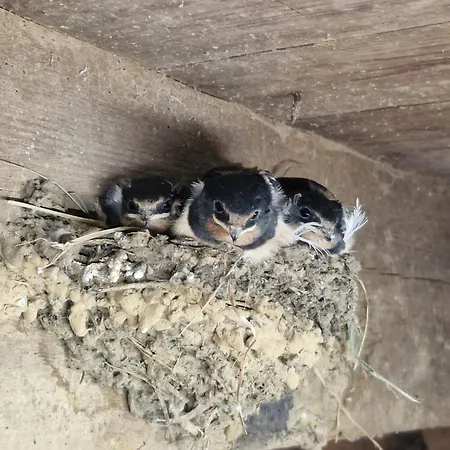 L'hirondelle-l'hirondo