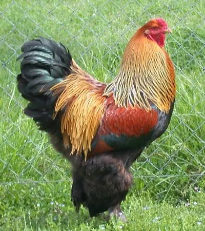 Feriehus L'hirondelle-l'hirondo