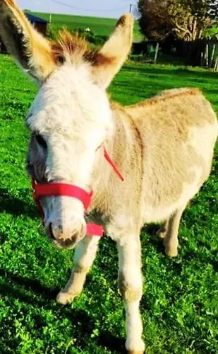 Vakantiehuis L'hirondelle-l'hirondo Turretot