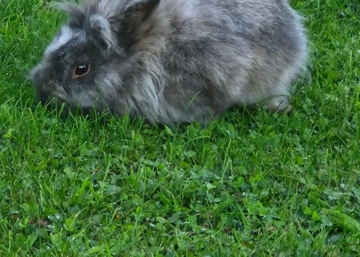 L'hirondelle-l'hirondo Dom wakacyjny