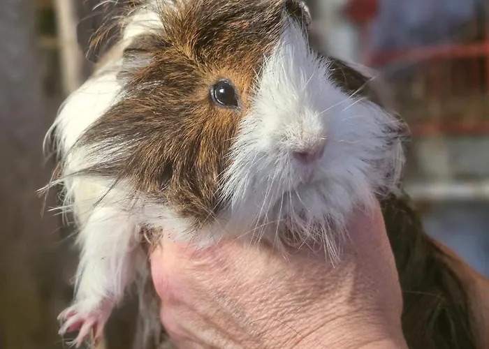 L'hirondelle-l'hirondo Turretot