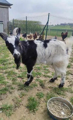 L'hirondelle-l'hirondo