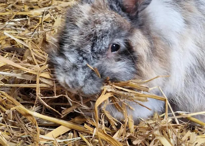 L'hirondelle-l'hirondo Turretot