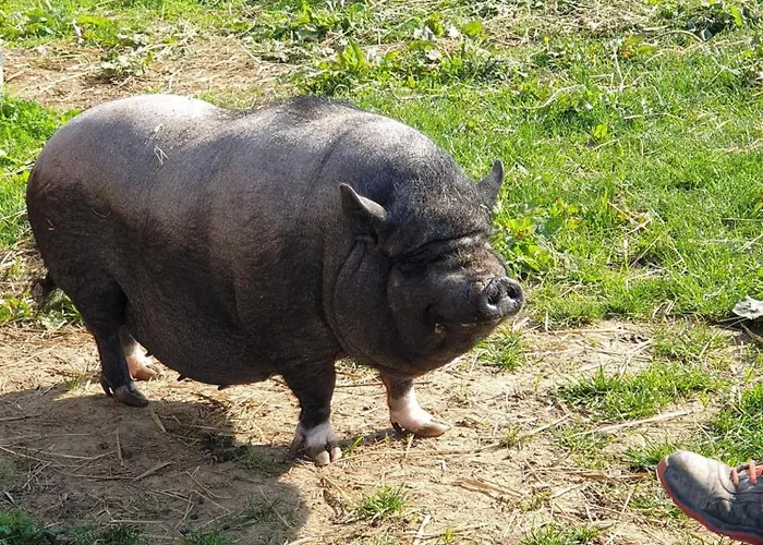 Dom wakacyjny L'hirondelle-l'hirondo