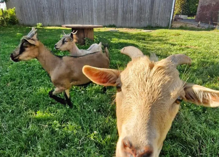 L'hirondelle-l'hirondo *