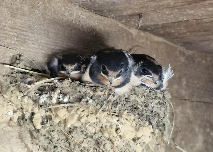 L'hirondelle-l'hirondo