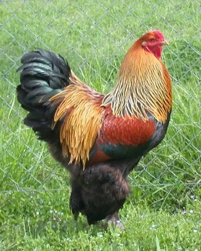 Vakantiehuis L'hirondelle-l'hirondo